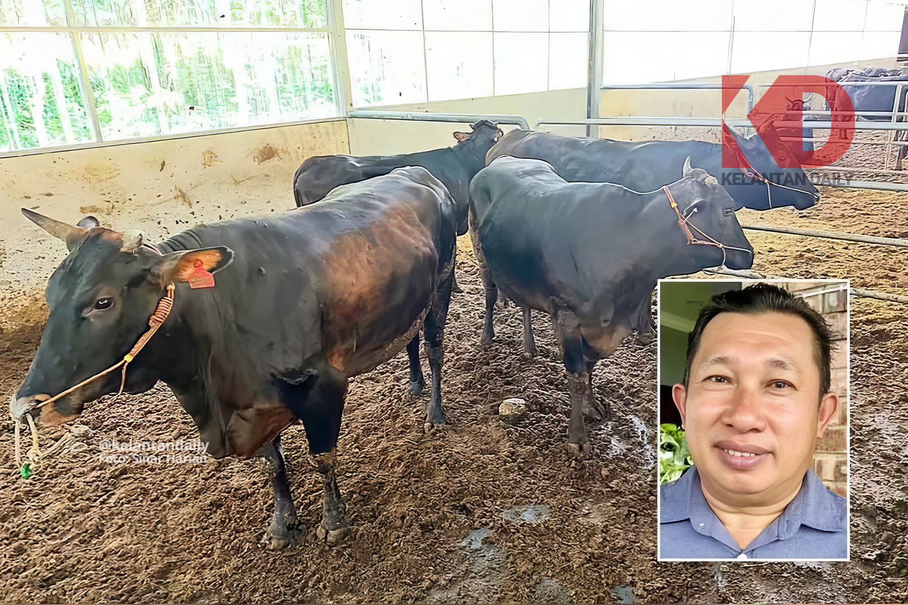 Ladang Wagyu Kelantan