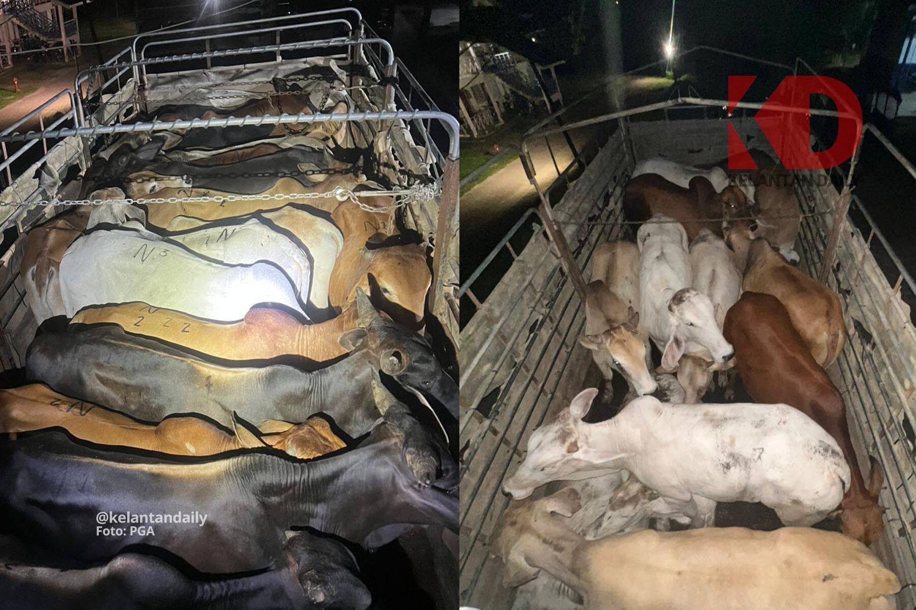 35 ekor lembu seludup dari Thailand dirampas di Pasir Mas