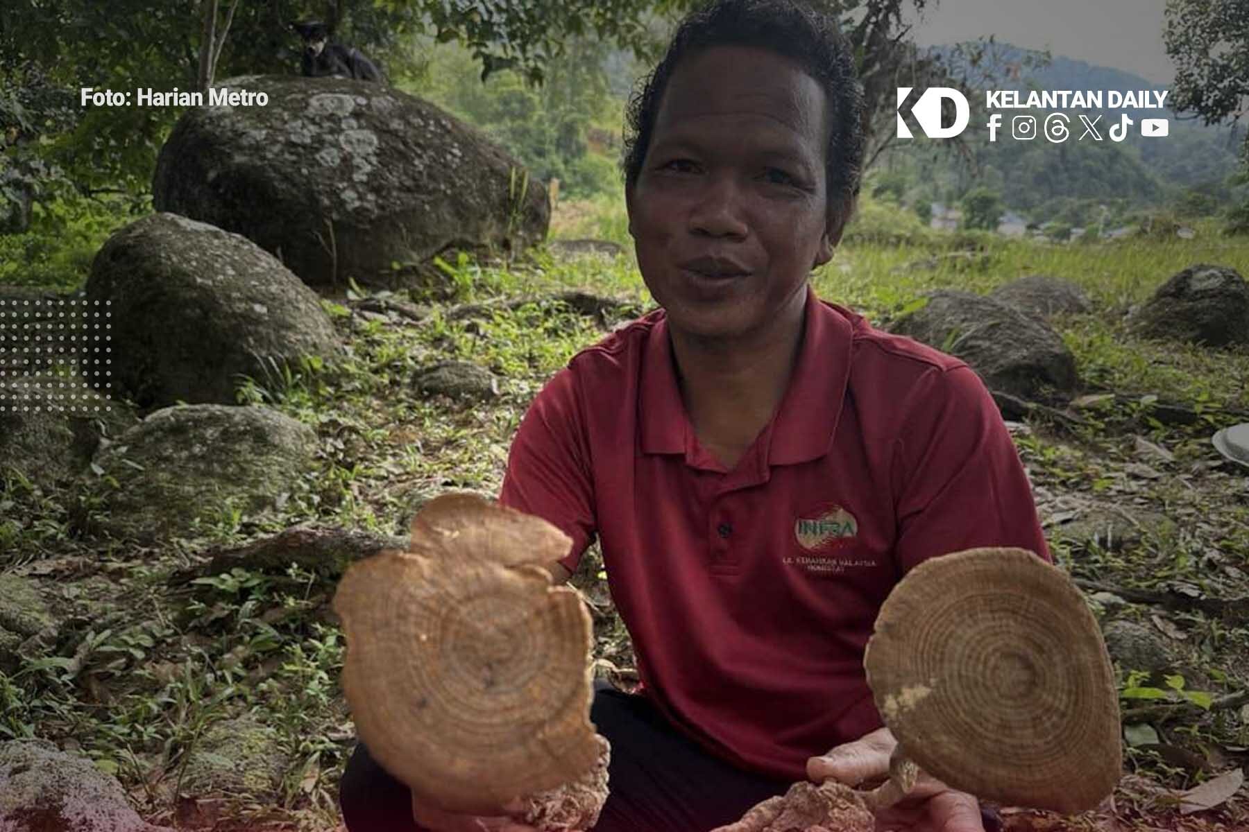 Cendawan Susu Harimau Jadi Buruan Di Gua Musang, Harga Cecah Ribuan Ringgit