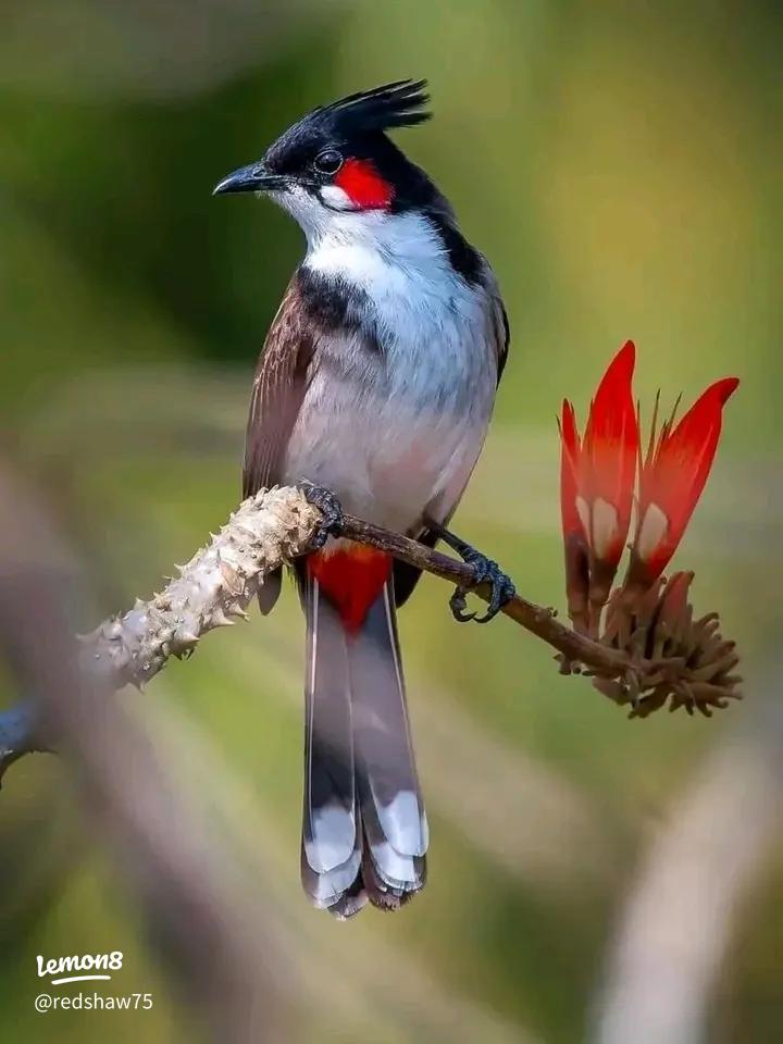 burung merbah jambul