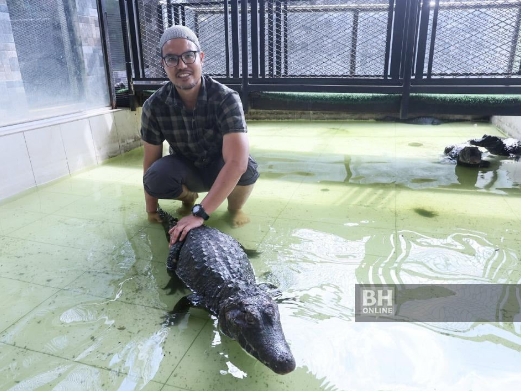 khairul johari buaya dalam rumah