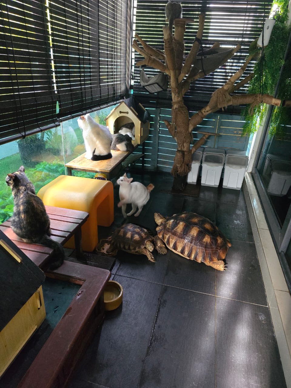 khairul johari rumah macam zoo 2