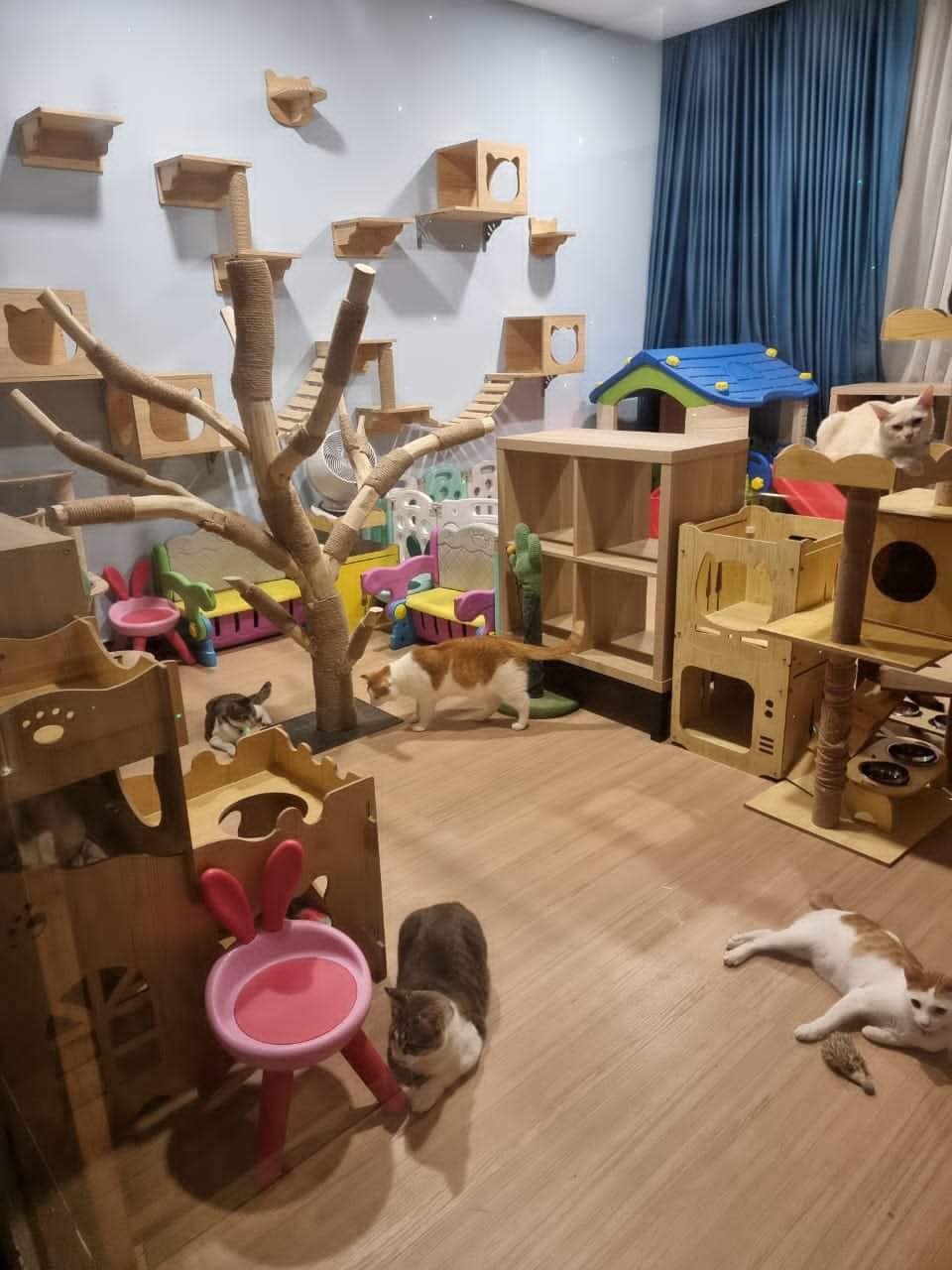 khairul johari rumah macam zoo 4