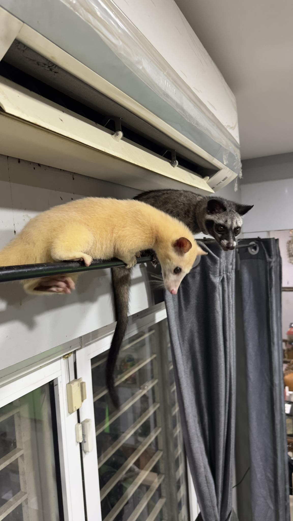 khairul johari rumah macam zoo