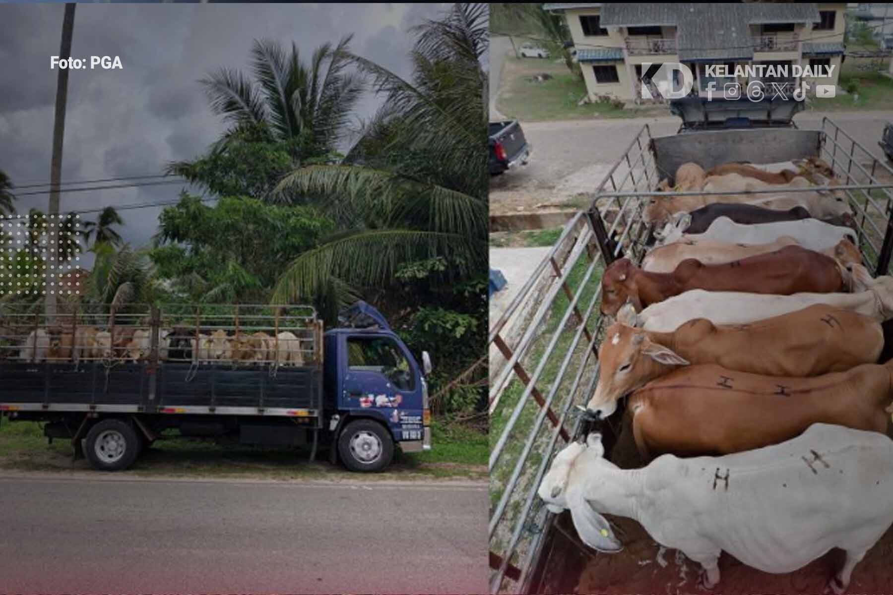 Lelaki Dicekup Cuba Hantar 13 Lembu Disyaki Seludup Di Pasir Mas