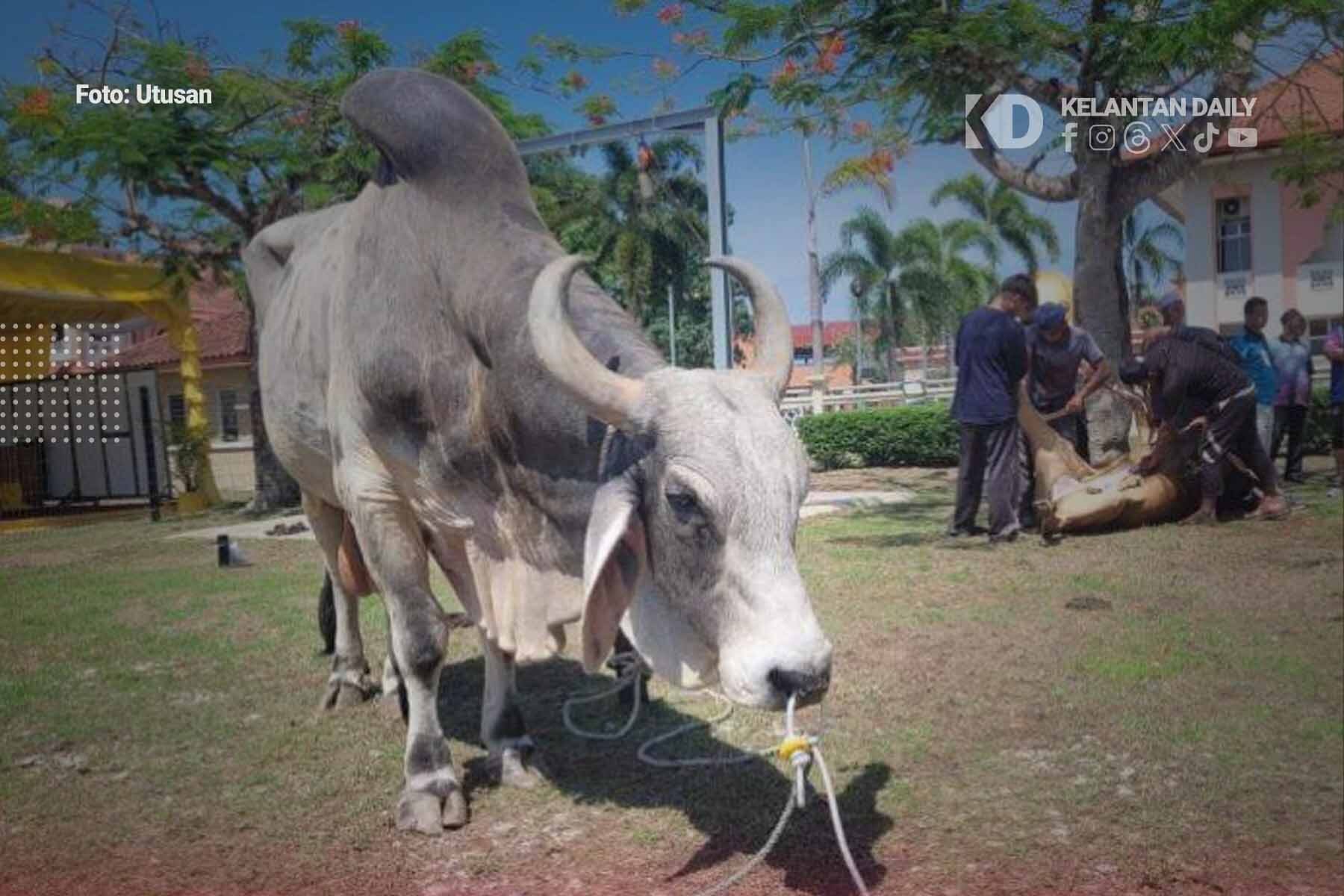 Sultan Kelantan Kurnia Dua Lembu Baka Brahman Untuk Ibadah Korban