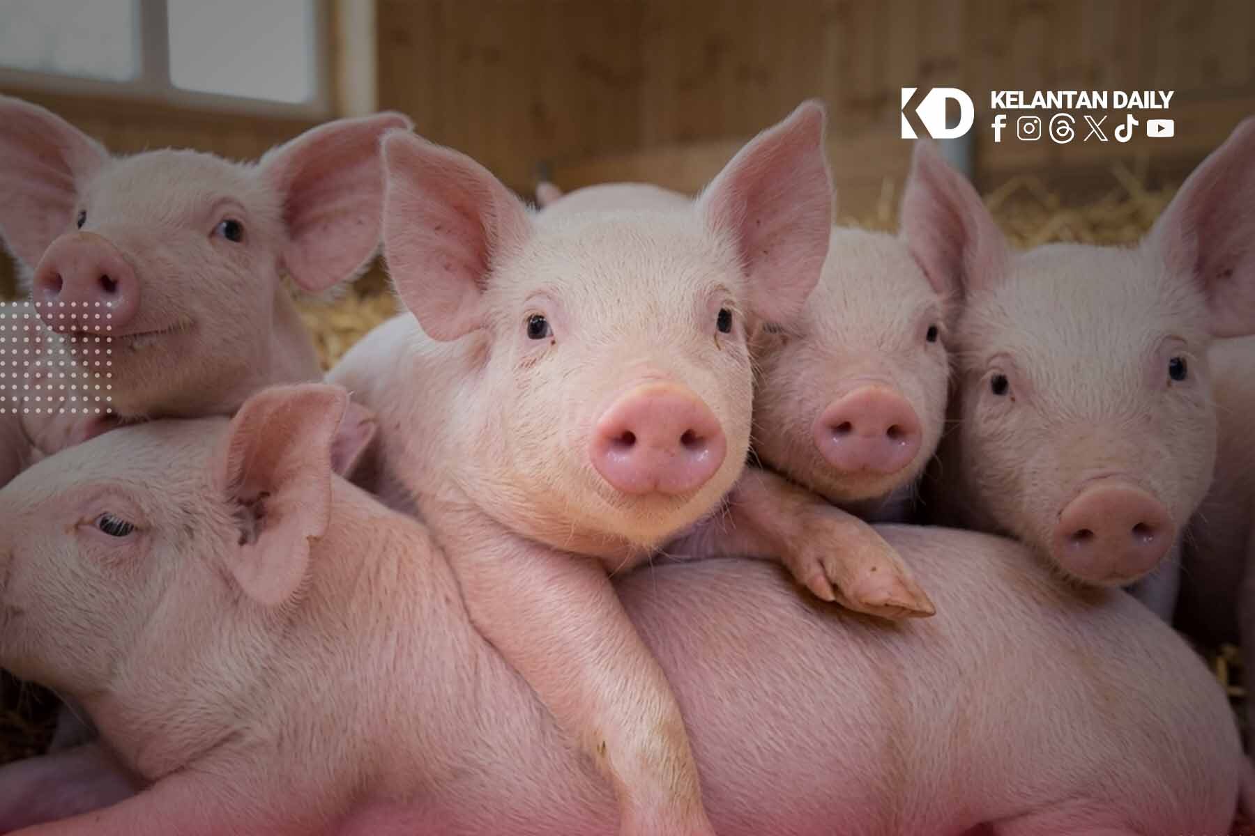 Tiada Ternakan Babi Komersial Di Kelantan