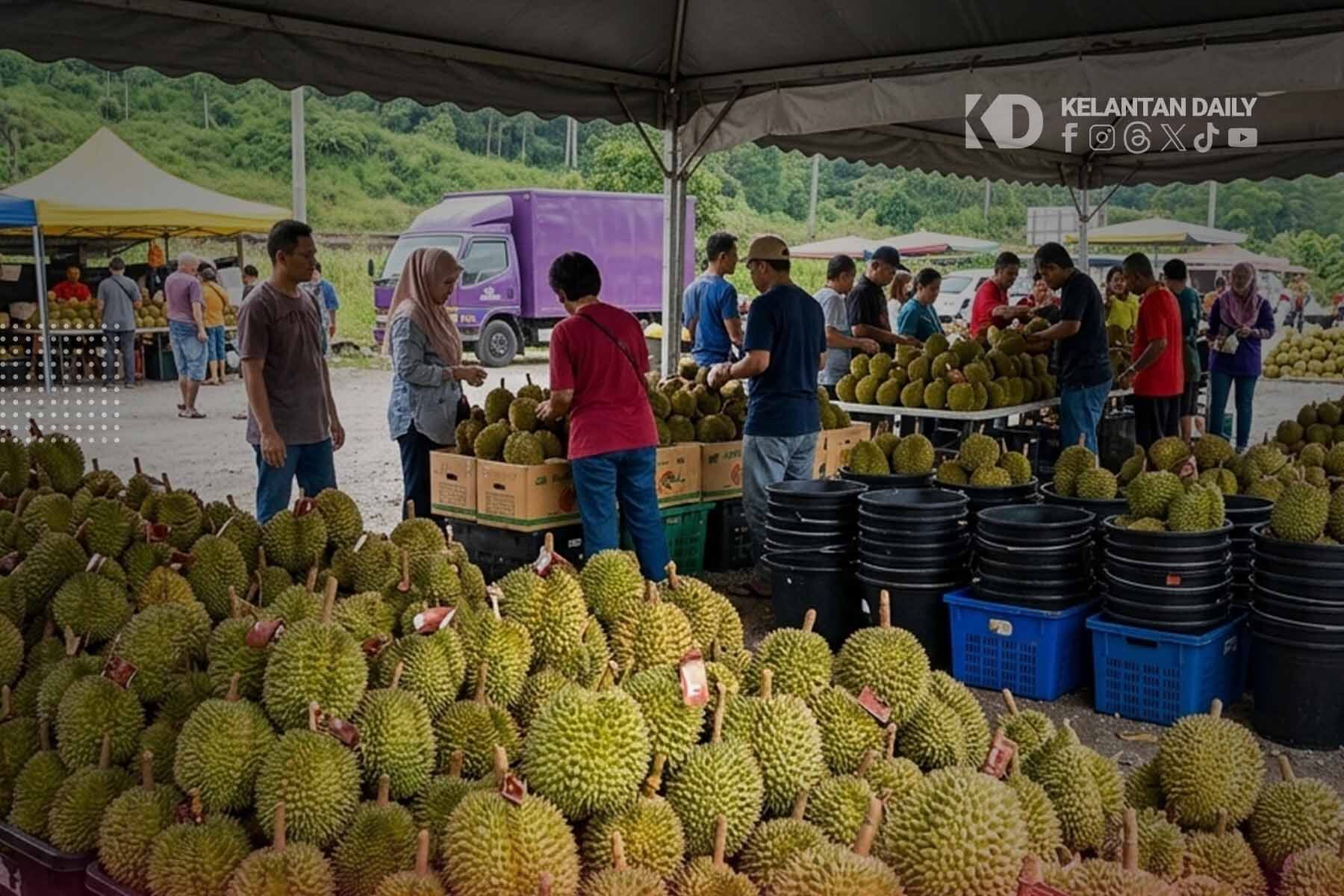 Lambakan Musang King Di Gua Musang, Harga Jatuh Serendah RM5 Sekilogram