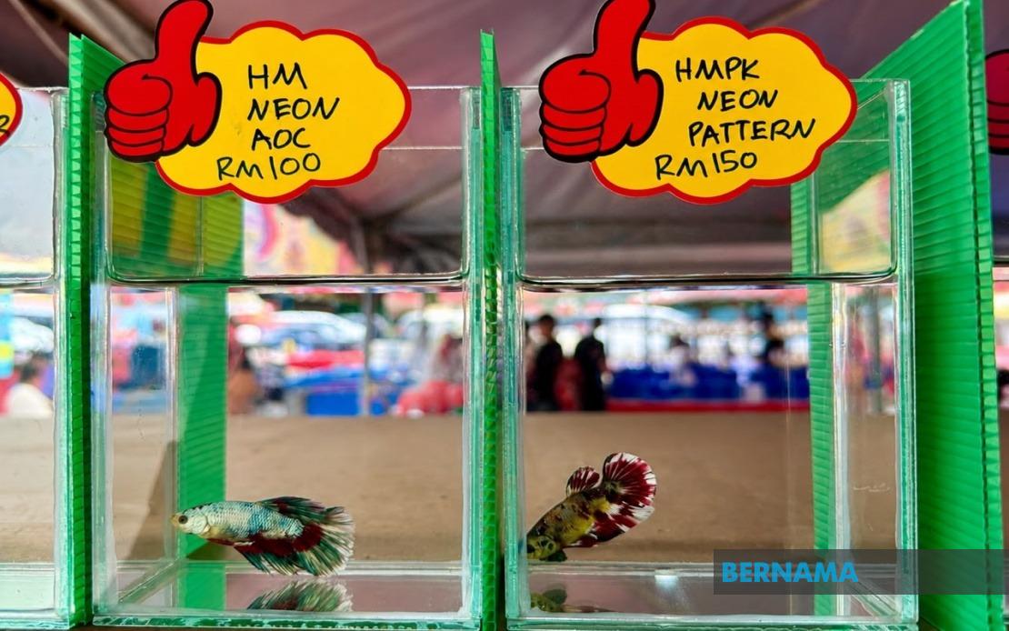ikan laga HM Neon AOC, HMPK Neon Pattern