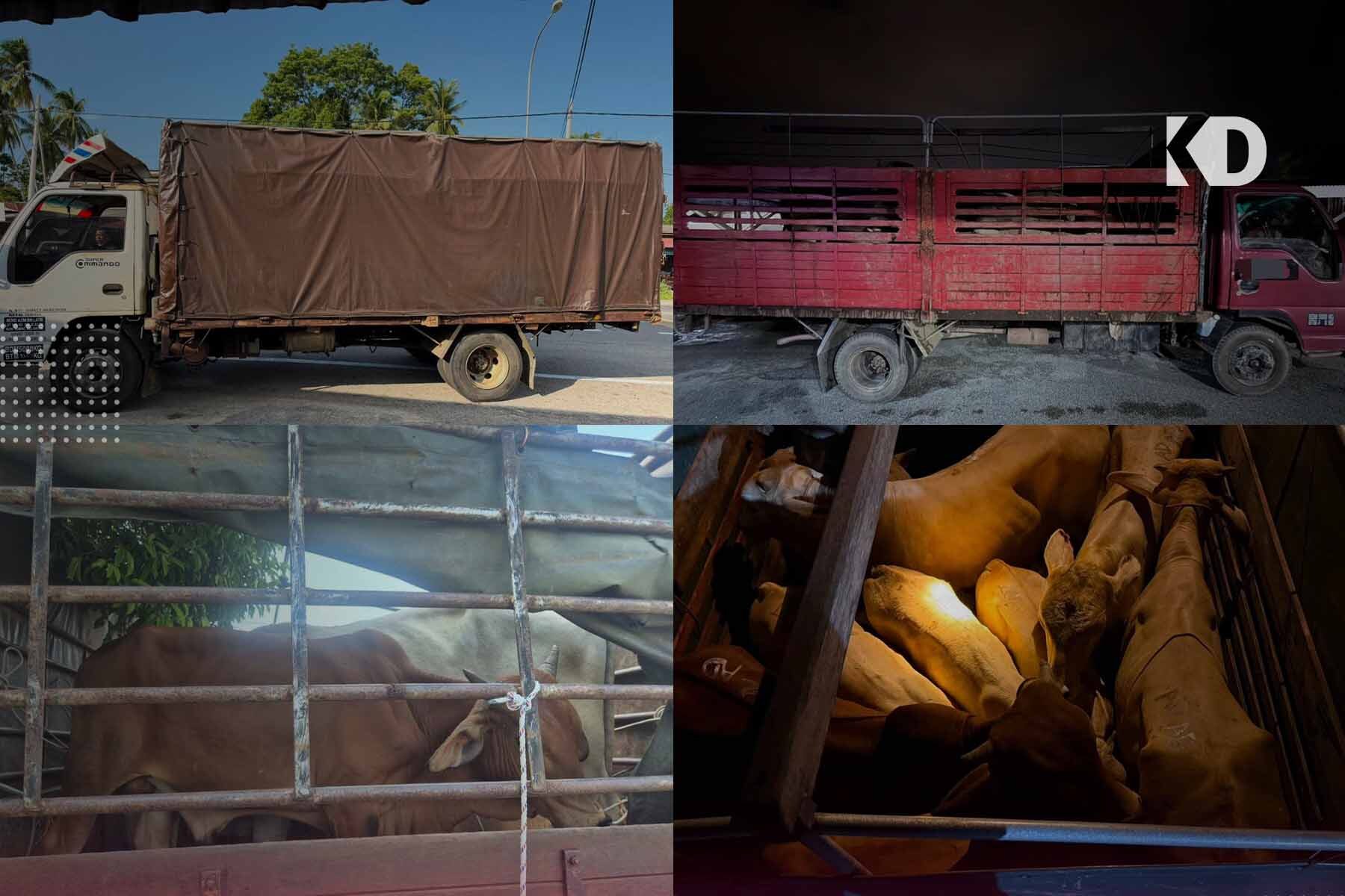 PGA Tumpas Dua Cubaan Seludup 15 Ekor Lembu Di Kelantan
