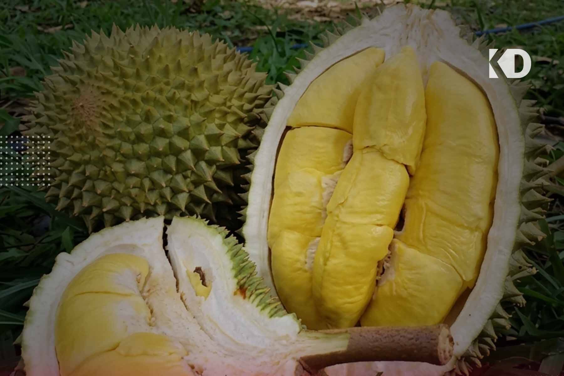 durian musang king