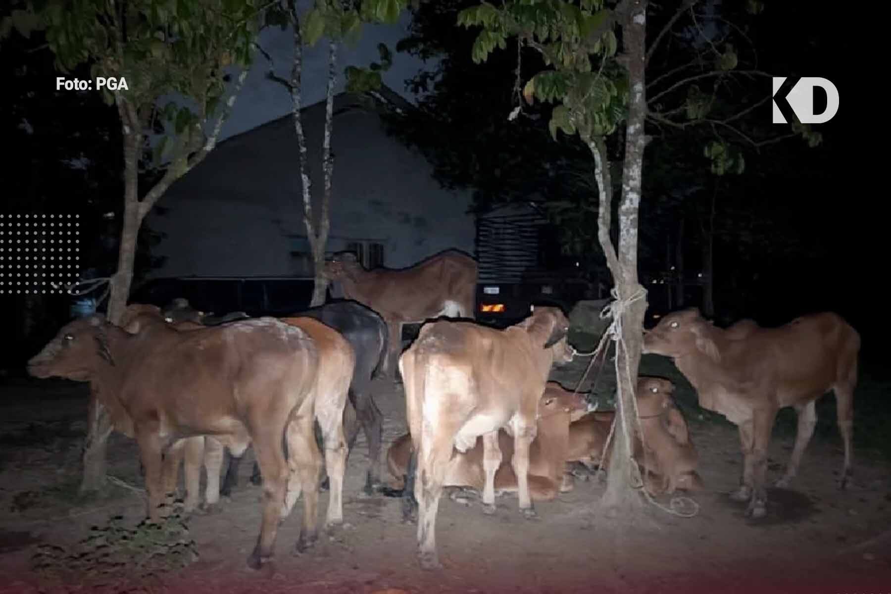 44 Ekor Lembu Diseludup Dari Thailand Dirampas Di Tanah Merah