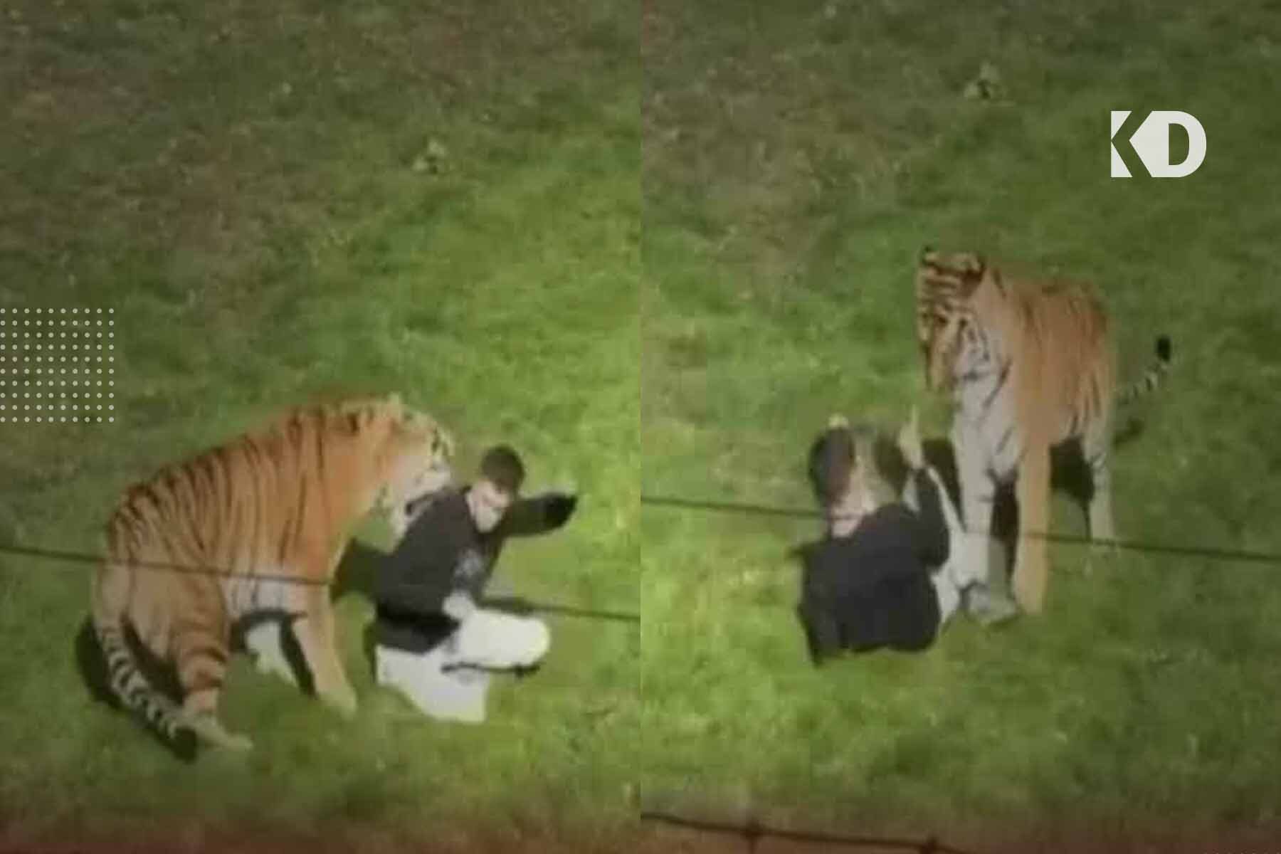 Lelaki Maut Dibaham Harimau Selepas Ceroboh Kandang Zoo